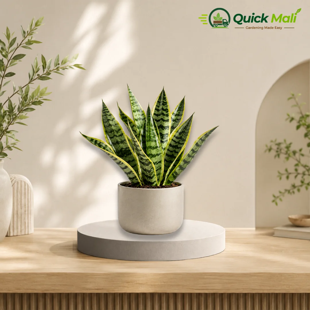 Snake Plant Starting at 249