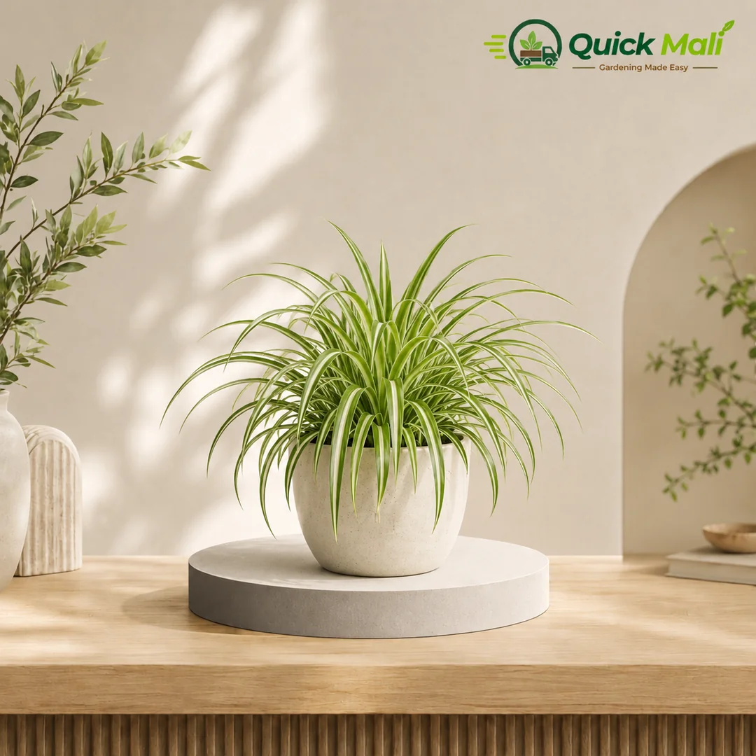 Spider Plant at ₹140