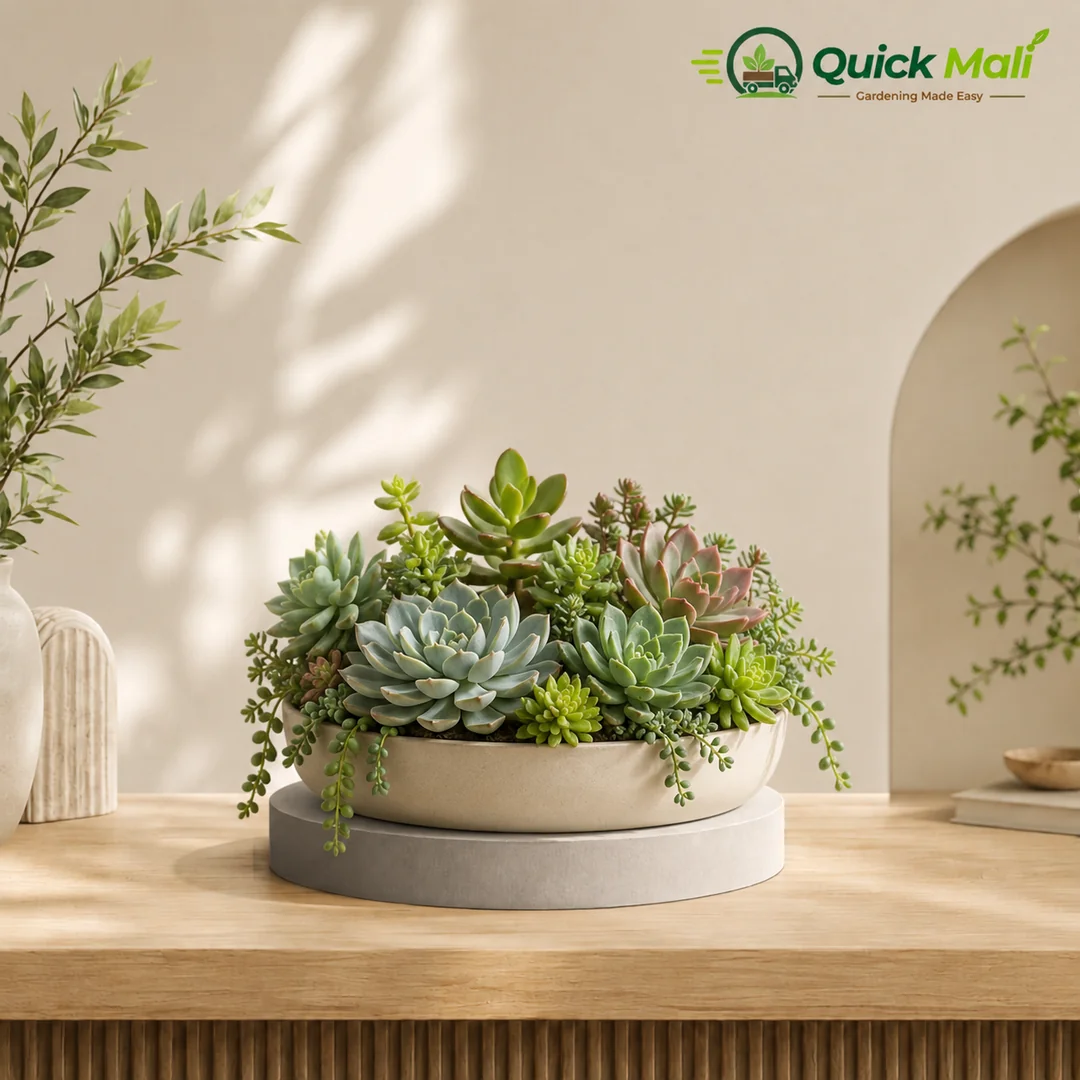 Succulent Mix