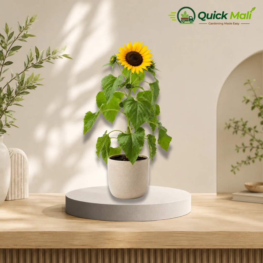 Sunflower Plant