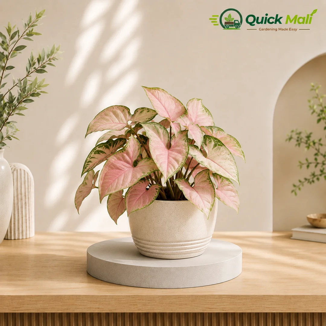 Syngonium Pink