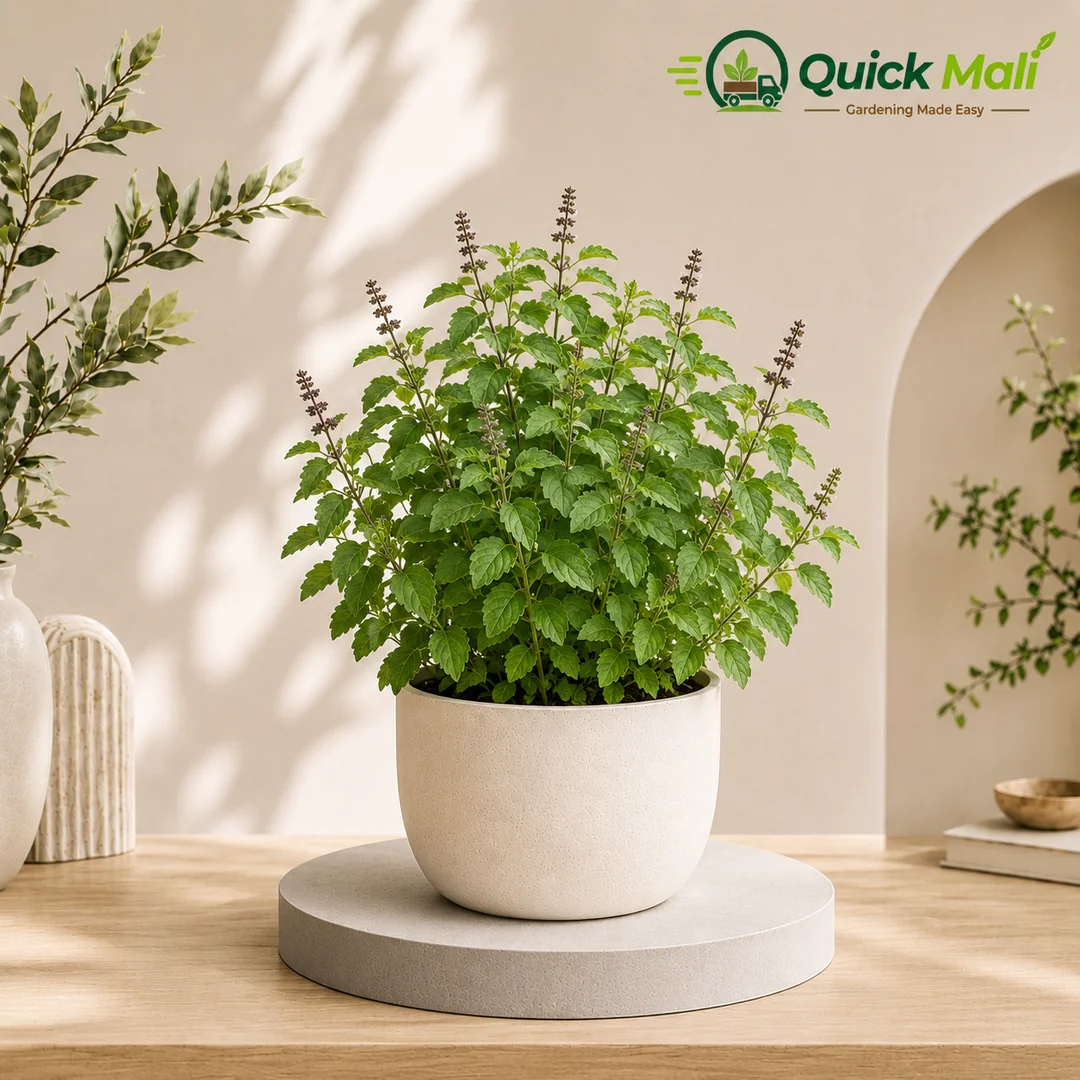 Tulsi Plant