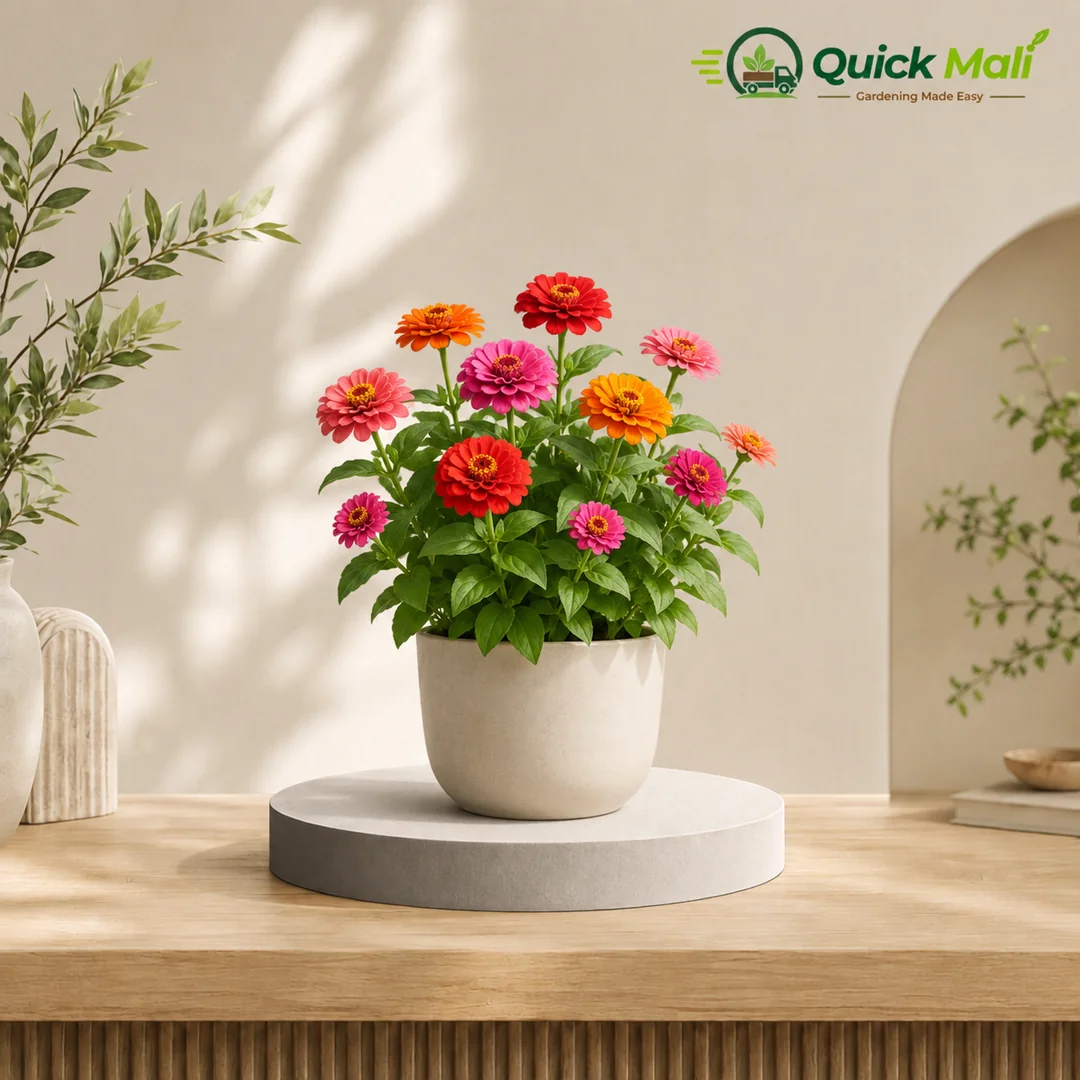 Zinnia Plant